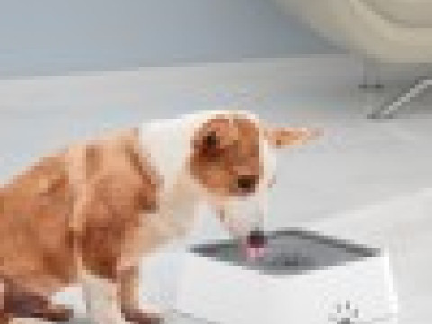 Bol d'eau pour animaux de compagnie O