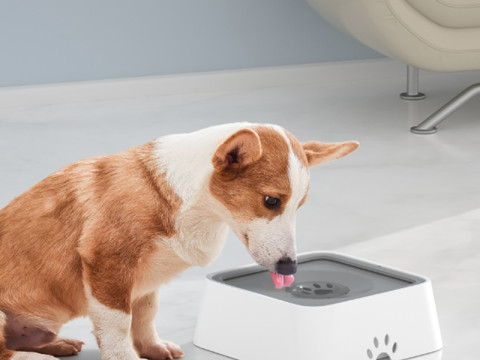 Bol d'eau pour animaux de compagnie