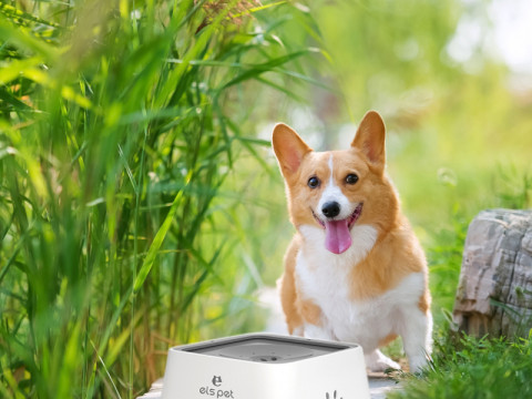Bol d'eau pour animaux de compagnie