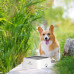 Bol d'eau pour animaux de compagnie